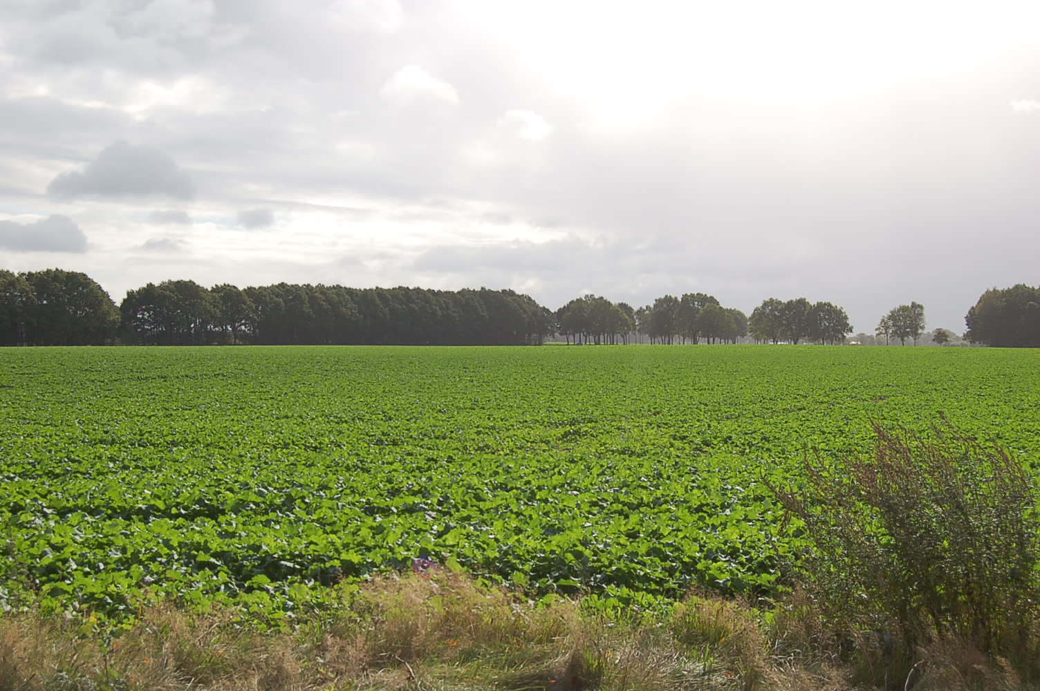 Blick Richtung Kirchweg